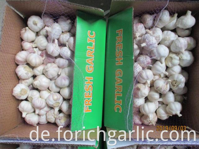 Hybrid Garlic 5 0